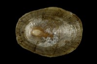 藏品(花笠螺)的圖片